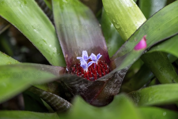 Flowers of a nest bromeliad, epiphyte from the Bromeliaceae family, (Neoregelia spectabilis)