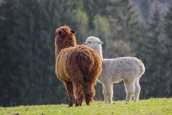 A brown female Alpaca (Vicugna pacos) and its white young stand on a green meadow . A forest is in