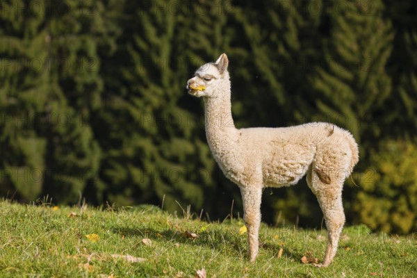One young white Alpaca (Vicugna pacos) stands on a green meadow . A forest is in the distant