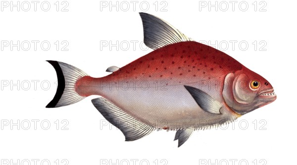 Fish, Fish, Salmon family, Salmo Rhombus, Sawbelly, Salmon species, rhomboidal Salmon family,