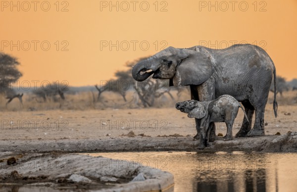 African elephant (Loxodonta africana), mother with young, drinking at a waterhole, at sunset, Nxai