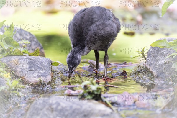 Eurasian Coot chicks (Fulica atra) standing in water, drinking, frontal view, background blurred,