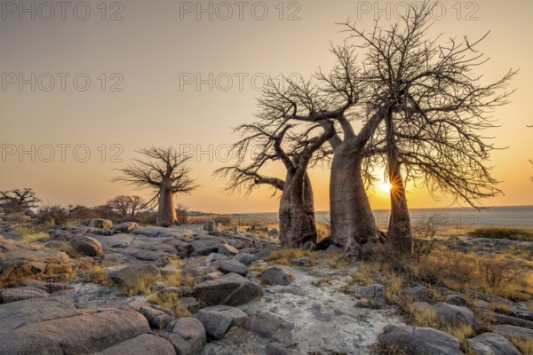 African baobab (Adansonia digitata), several trees at sunrise, sun star, Kubu Island (Lekubu), Sowa