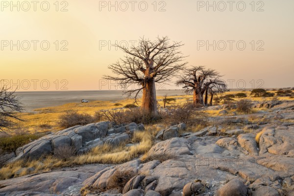 African baobab or baobab tree (Adansonia digitata), several trees at sunrise, Kubu Island (Lekubu),