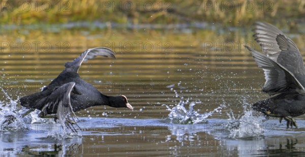 Territorial Eurasian coot, common coot (Fulica atra) chasing competitor away from pond during
