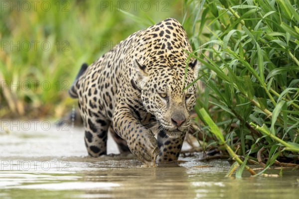 Jaguar (Panthera onca), sneaking up on its prey in the water, North Pantanal, Barão de Melgaço,