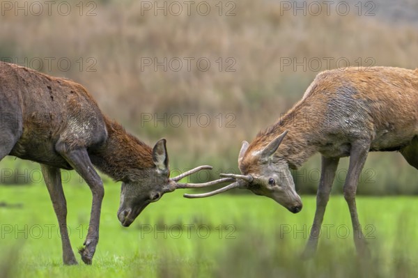 Two red deer (Cervus elaphus) brockets, second year stags with simple, unbranched antlers fighting