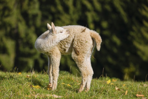 One young white Alpaca (Vicugna pacos) stands on a green meadow . A forest is in the distant