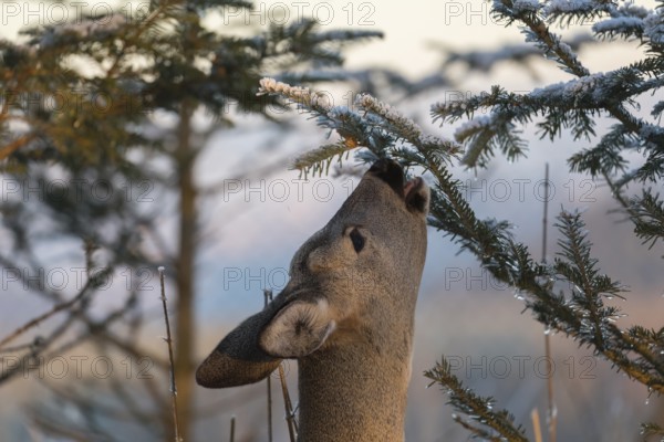 Roe deer between fir trees with hoar frost on the ground at minus 15 °C. Feeding on the needles