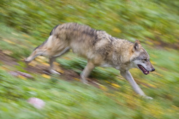 One eurasian gray wolf (Canis lupus lupus) running over a green meadow in an open forest. Motion