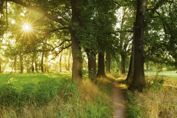 Narrow hiking trail through an avenue of oaks and ash trees in the morning light, sun shining