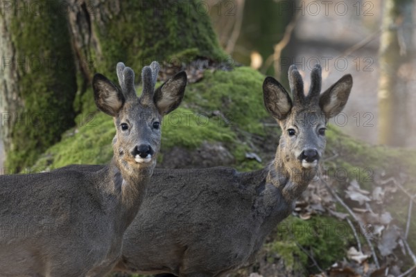 Roebuck (Capreolus capreolus), yearlings in the bast, Wittlich, Rhineland-Palatinate, Germany,