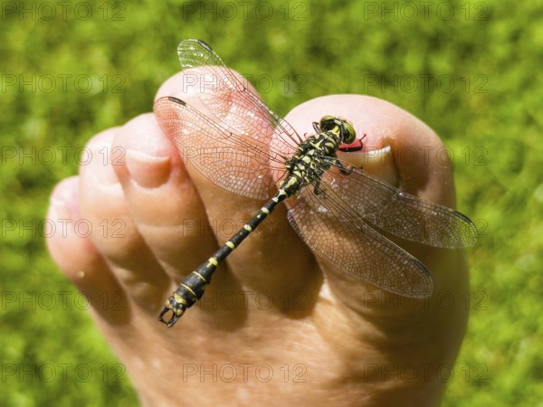 Onychogomphus forcipatus (Onychogomphus forcipatus) sitting on foot toe, Lake Neubeur, Bavaria,