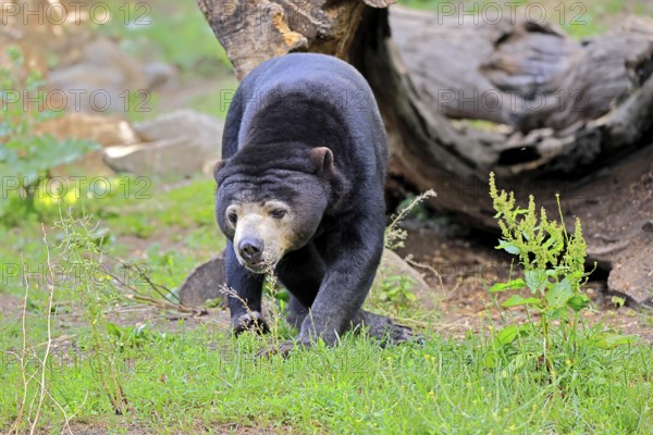 Malayan bear (Helarctos malayanus), adult, foraging, alert, Southeast Asia