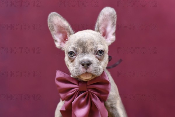 Young Lilac Brindle French Bulldog dog puppy with burgundy ribbon in front of studio background