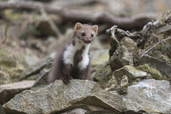 One beech marten running between the stones of a ruin of an ancient castle looking for food
