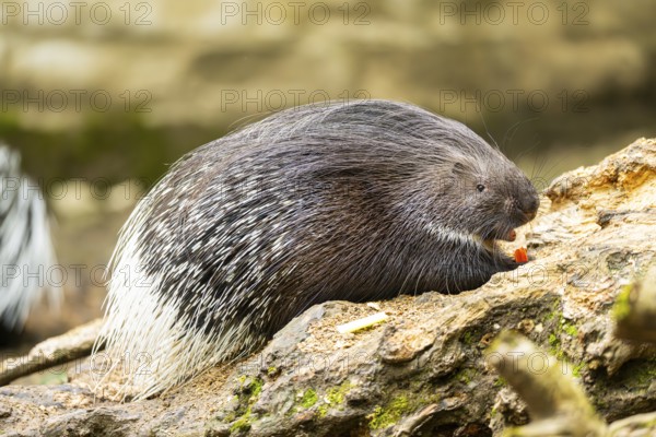 Old World porcupines (Hystrix cristata), Germany, Europe
