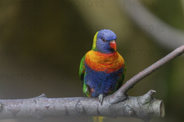One Rainbow lorikeet (Trichoglossus moluccanus) sitting on a branch. Green vegetation in the