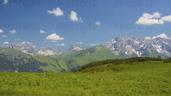 Alpine meadow, covered with White False Helleborne (Veratrum album), on the Fellhorn, 2038m, with
