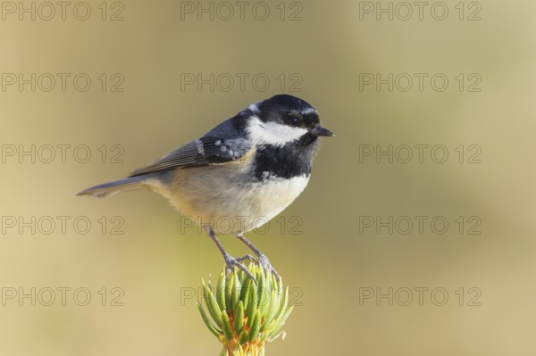 Fir tit (Periparus ater) sitting on a spruce top, wildlife, animals, birds, titmouse, Siegerland,