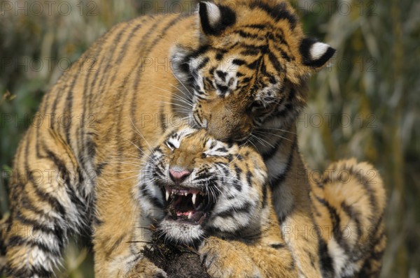 Two playful tigers playfully tussling in the wild, Siberian tiger (Panthera tigris altaica),
