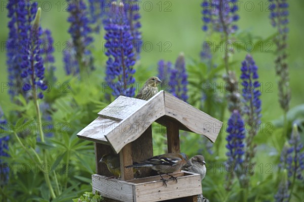 Songbirds at the birdhouse with lupins, (Lupinus)