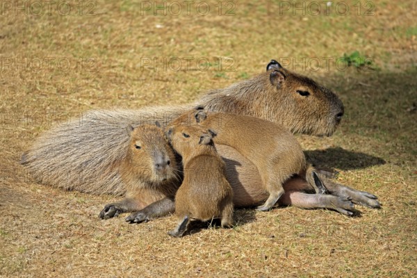 Capybara (Hydrochoerus hydrochaeris), capybara, adult, female, mother, young, on land, group,