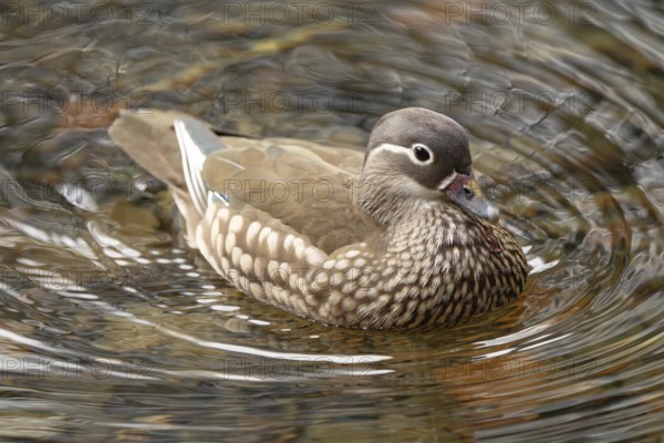 Mandarin duck (Aix galericulata), female, swimming, Hechtsee, Kufstein, Tyrol, Austria, Europe