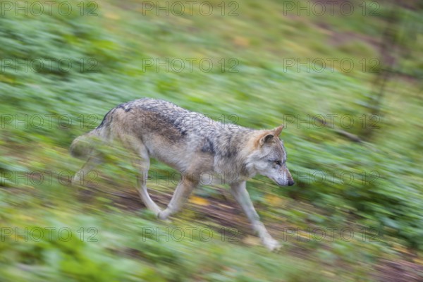 One eurasian gray wolf (Canis lupus lupus) running over a green meadow in an open forest. Motion