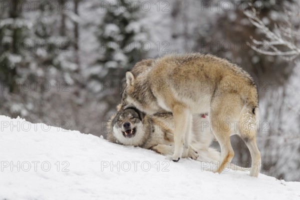 Two young grey wolves (Canis lupus lupus) play with its father on the sloping, snow-covered meadow