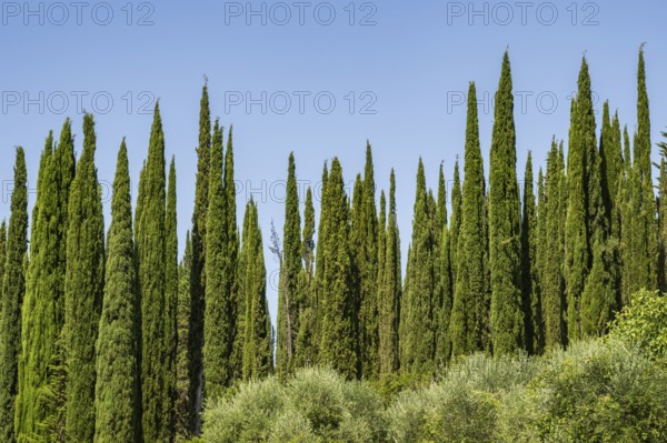 Cypress trees growing in the tuscan landscape, Chianti Region, Tuscany, Italy, Europe