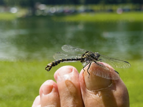 Onychogomphus forcipatus (Onychogomphus forcipatus) sitting on foot toe, Lake Neubeur, Bavaria,