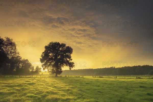 View over green meadows to a tree at the edge of a forest with an intense sunset, Neustadt am