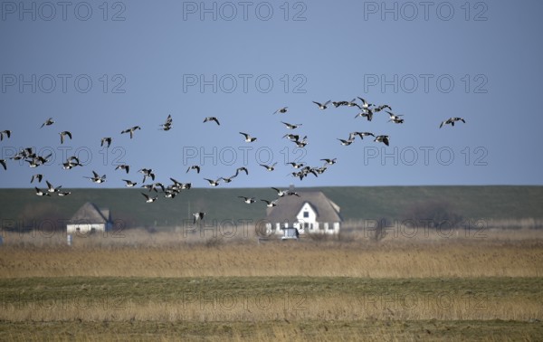White-fronted Geese, Barnacle Geese, (Branta leucopsis) flying near Westerhever,