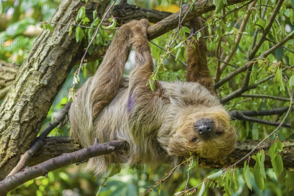 A Linnaeus's two-toed sloth (Choloepus didactylus) hangs down from a branch of a tree