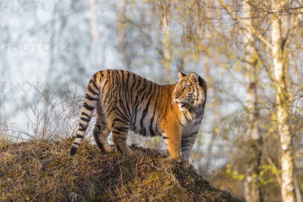 One young female Siberian Tiger, Panthera tigris altaica, posing on top of a small hill in a birch