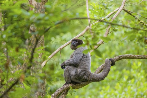 A common woolly monkey, brown woolly monkey, or Humboldt's woolly monkey (Lagothrix lagothricha)