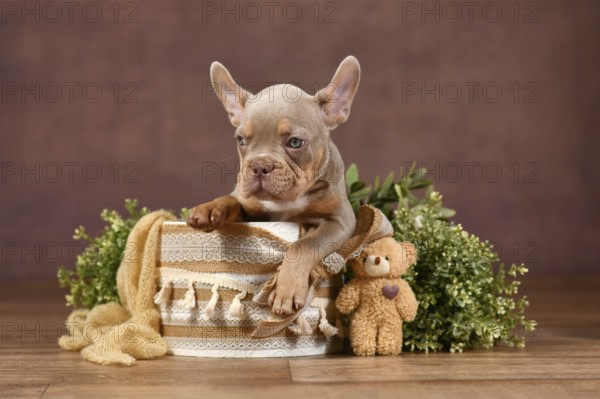New Shade Isabella Tan French Bulldog dog puppy sitting in box with natural boho style decoration