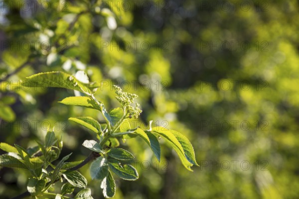 Foliage and flower base of elderberry (sambucus nigra), Saxony, Germany, Europe