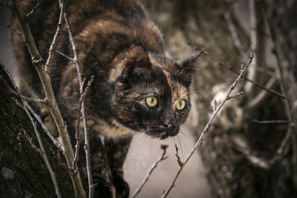 Tortoiseshell cat (Felis Catus) with alert gaze in a tree, Ternitz, Lower Austria, Austria, Europe