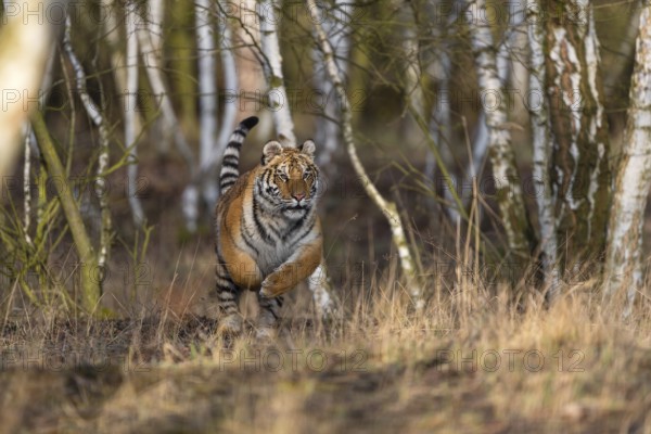 One young female Siberian Tiger, Panthera tigris altaica, running thru a birch tree forest. Early
