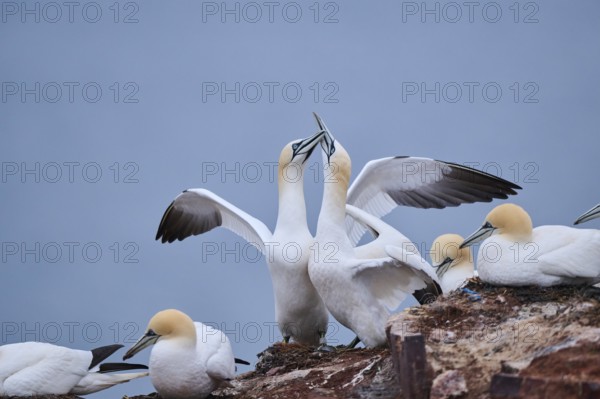 Northern gannet (Morus bassanus) couple greeting each other with their beaks, wildlife, Helgoland,
