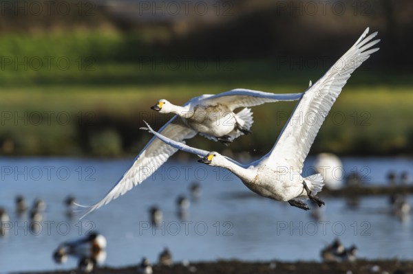 Tundra Swan, Bewick's Swan, Cygnus columbianus in flight at winter in Slimbridge, England, United