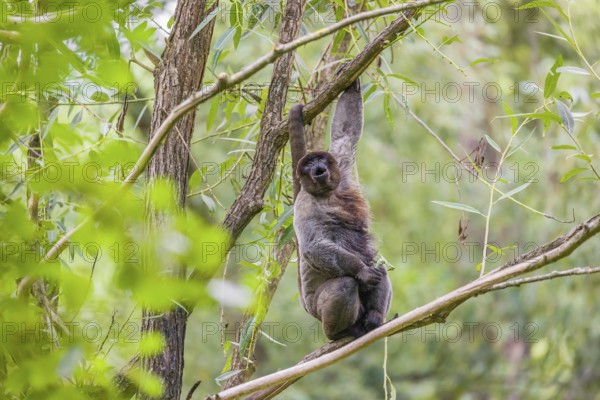A common woolly monkey, brown woolly monkey, or Humboldt's woolly monkey (Lagothrix lagothricha)