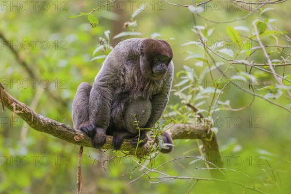 A common woolly monkey, brown woolly monkey, or Humboldt's woolly monkey (3) (Lagothrix