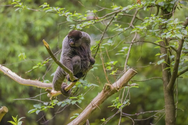 A common woolly monkey, brown woolly monkey, or Humboldt's woolly monkey (Lagothrix lagothricha)