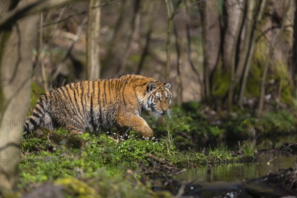 One young female Siberian Tiger, Panthera tigris altaica, standing on shore of a creek in a forest.