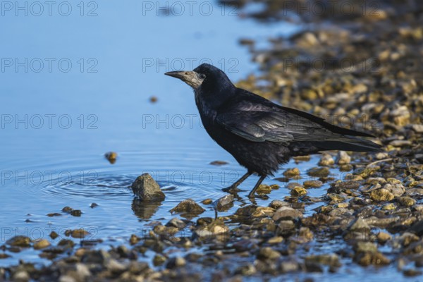 Rook, Corvus frugilegus on winter marshes, England, United Kingdom, Europe