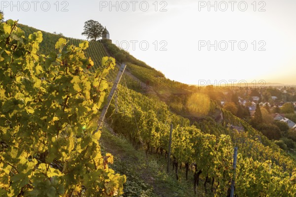 Sunrise in the vineyards around Wackerbarth Castle, Jacobstein can be seen above, Radebeul, Saxony,