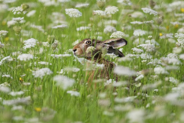 European hare (Lepus europaeus), adult animal resting in a field of flowering Wild Carrot plants,